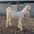 جفرة مطورة بيضاء برصاء جلد وضلف