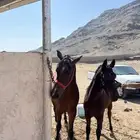 فرس شعبية   مهرتها