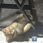 كيتن للبيع سكوتش للبيع كيتن سكوتش للبيع
