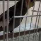 ببغاء. كاروان. انثى. اليف. واسمه. ليونه. ابي. فيه. 500