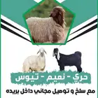 متوفر ذبايح بريه مع ذبح و توصيل مجاني