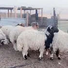 خروف نعيمي فل شحم شعير وبرسيم فقط