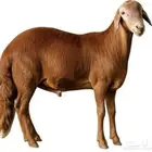 سواكني حمري