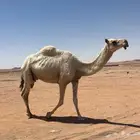 عشرا طيبه