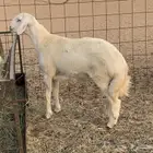 مشروع فحل(تم البيع)
