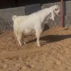 تيس ابيض