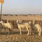 طليان جبره يوجد ذبح وتوصيل