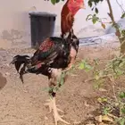 ديك فارسي للبيع