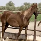فرس عربية اصيلة خط سرعه ورق