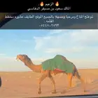 بعير