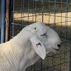 مشروع حري فاخر ( تم البيع )