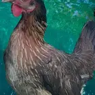 دجاج عربي فري سيافي علي السوم طقم