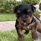 كلب للبيع بجده