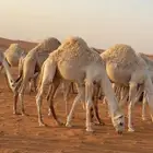 حشو