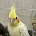 كروان للبيع