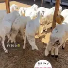 خرفان سواكن تربيه ع الشرط