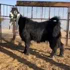 فحل عارضي