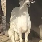 ما شاء الله مشروع اصفر حار عمره 5 شهور ونص