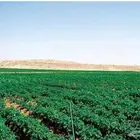 اجار مزرعه بالبدائع