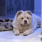 كلب تشاو تشاو للبيع