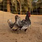 طقم دجاج سبرايت مستوا تب