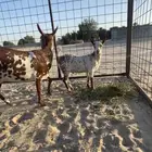 عمانيات للبيع