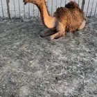 بكره حقه صفرا