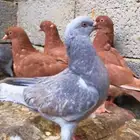 طبات كنق حجم ومستوى وسط