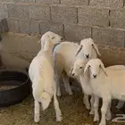 ذبايح حري و داغور سواكني