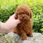 بودل تيكب مستوى عالي جدا