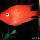 سمكة باروت ( البغبغاء ) سيكليد امريكي
