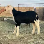 بهم تربية نجد النوعية المطلوبة  نجدية