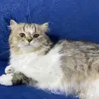 قطه للتبني