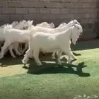 جفار مصرياات بيض خصصم