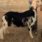 طلي نجدي مشروع فحللل