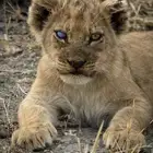 نستقبل اي حيوان لتبني أتمنى مايجي الا الصامل