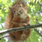 للبيع سنجاب سوري نص ولفه مع قفصه