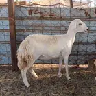 جذعة مضرع