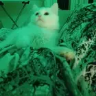 قطة شيرازي للبيع