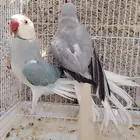 جوز دره هولندي كلير تيل