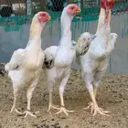 طقم حجازي فاخر