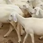 مطلوب غنم الي عليها قل ضمه وعلافه