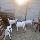 تبوك