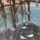 غطاط وقمري هولندي منتج