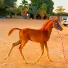 مهره جميله للبيع ( تم البيع )