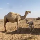 خلفه نصوف تحتها قعود