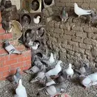 حمام فرنسي