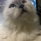 قط هملايا كيتن