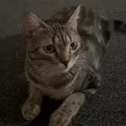 قط لتبني
