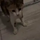 قط شيرازي صغير للتبني عمره حوالي شهرين ونص إلى ثلاثة أشهر